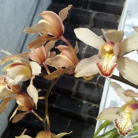 Casa Da American Cable Company * Horta (Azores)