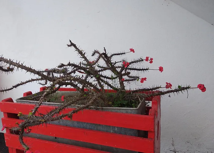 Casa Da American Cable Company Lejlighed Horta (Azores)