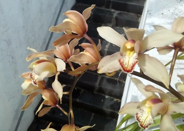 Casa Da American Cable Company * Horta